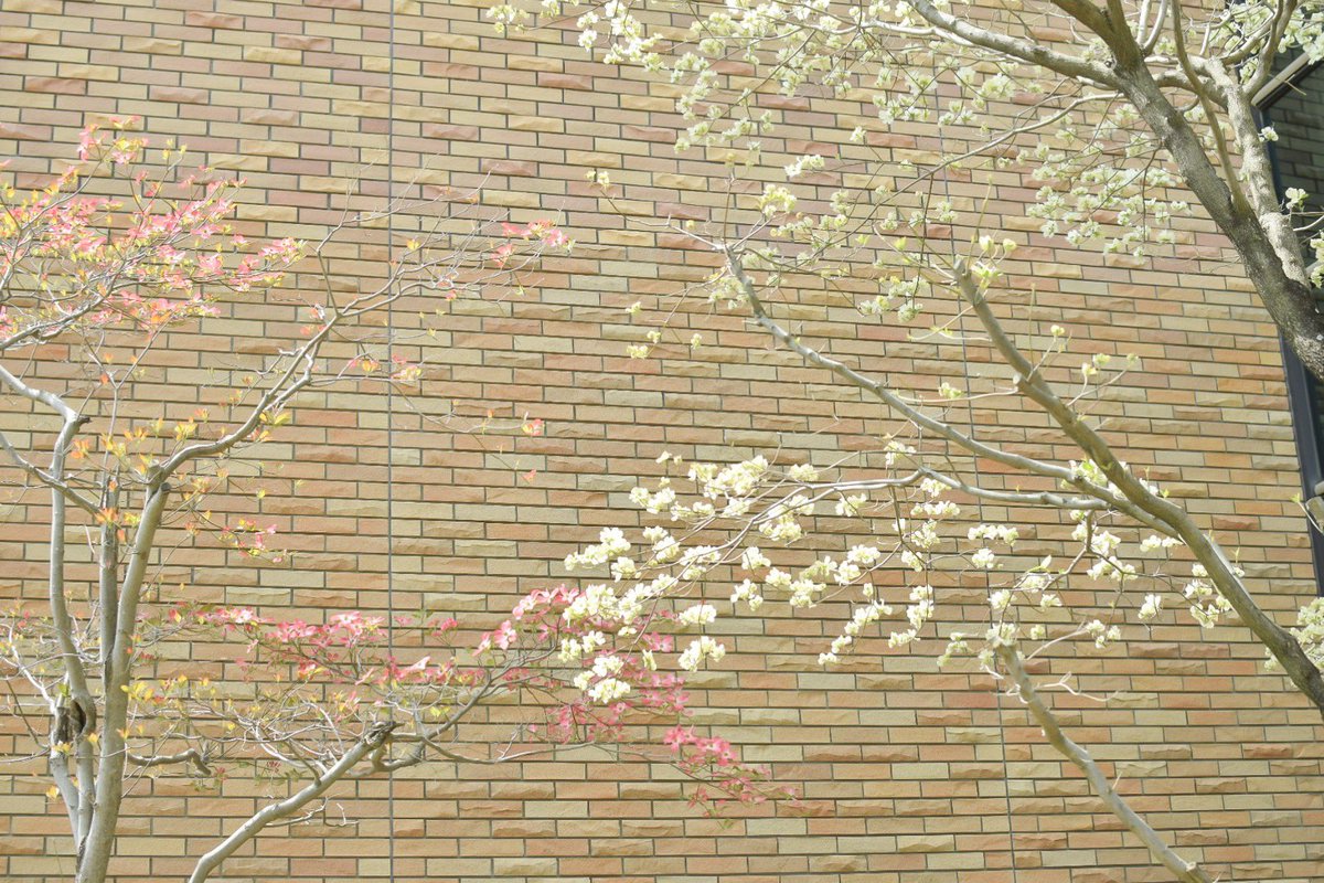 kasuka___'s tweet photo. Fukuoka,April,2023.
#花水木
#ハナミズキ
#Cornusflorida https://t.co/Q5WWZxUP7t