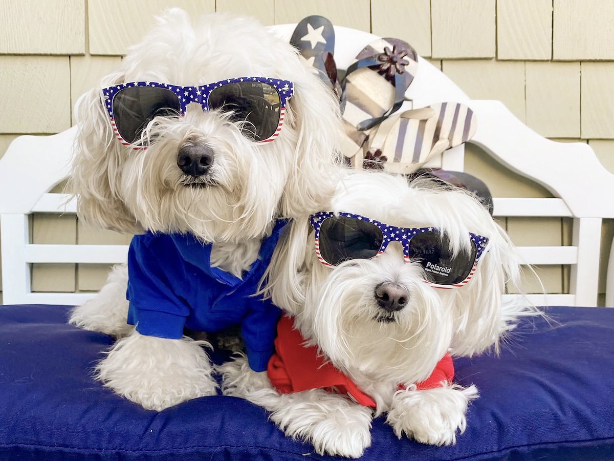 hammyandbrody's tweet photo. #merica 🇺🇸 home of the #partydogs #dogs #DogsofTwittter https://t.co/eFLs7VxQR2