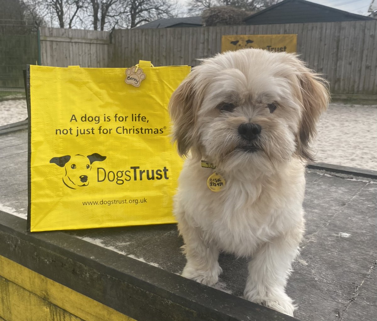 Benny is starting his week off strong on our #BigYellowBagDay 💛 with his #BagsPacked 🛍️ as he heads off to his forever home 🏡 

We know he can't wait to play with his new family &amp; make some lasting memories 💞

#ADogIsForLife
#AdoptDontShop
#DogsTrust
<a href="/DogsTrust/">Dogs Trust 💛🐶</a>