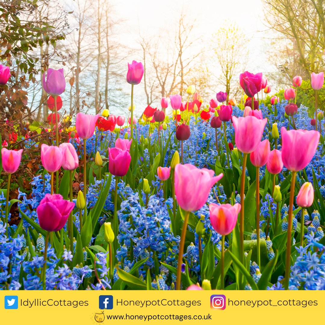 Honeypot Cottages tweet media