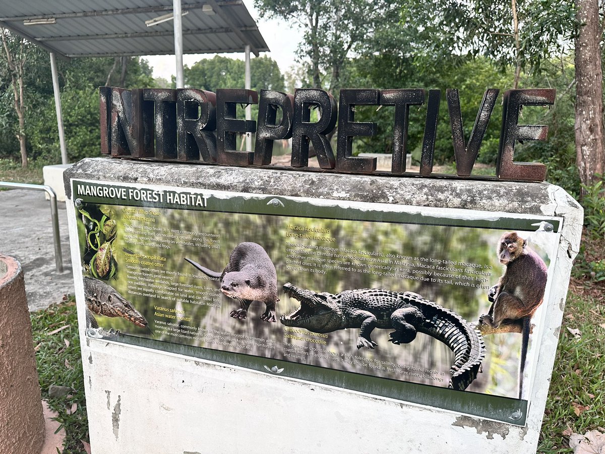 asliborneo's tweet photo. コタキナバルのワイルドなジョギングコース。
写真4枚目の場所でヘビと遭遇🐍
どこにいるかわかりますか？ https://t.co/Lo7OEi71Uo