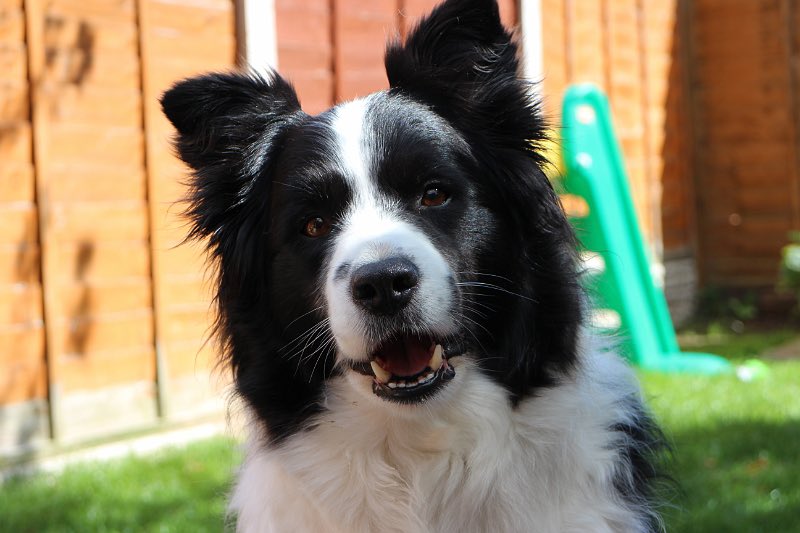 AliyKeys81's tweet photo. Happy #NationalPetDay! #bordercollies #bestbreed #Teddy #Marley https://t.co/7XdqzTMTQd