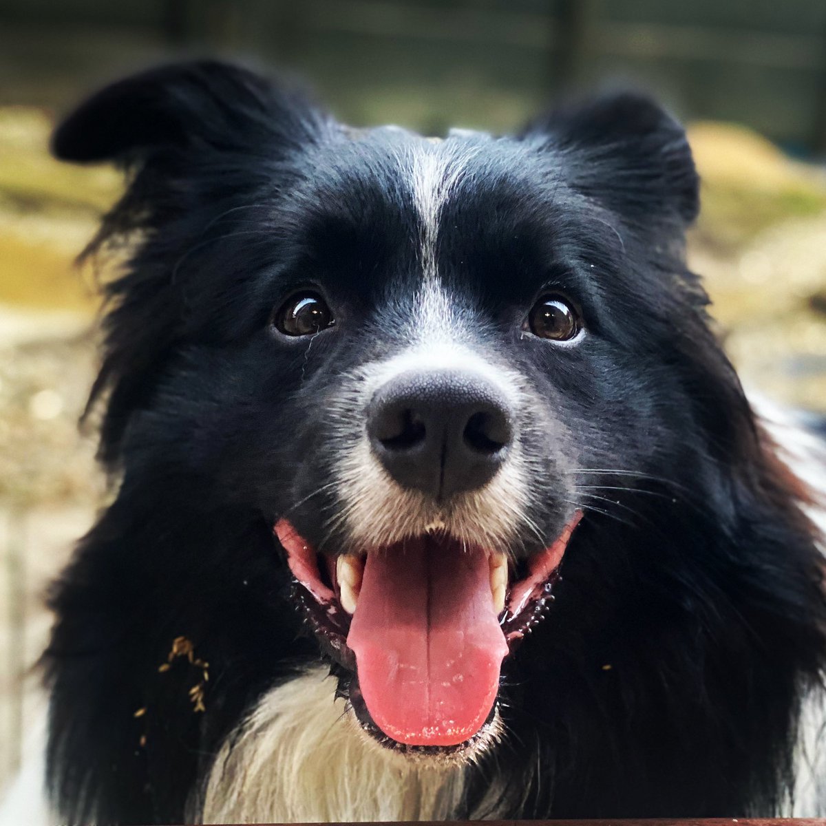 AliyKeys81's tweet photo. Happy #NationalPetDay! #bordercollies #bestbreed #Teddy #Marley https://t.co/7XdqzTMTQd