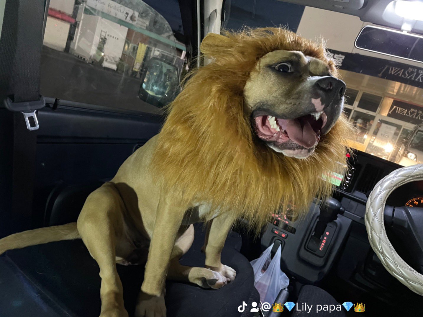 wck Lilypapa.888 (NAO890391541@) / X