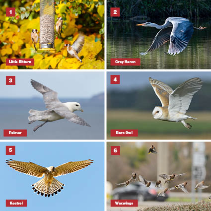 BirdWatchingMag's tweet photo. How did you get on with our flying birds? #Birdwatching #Birding #IDChallenge #Quiz https://t.co/osN8VIyl6n