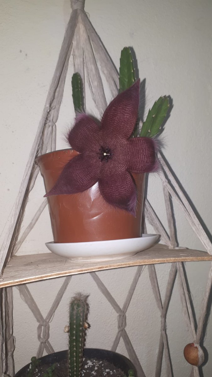 __furelise's tweet photo. agr a flor abriu de vez e esta pronta pra engolir jovens dos anos 80 com cabelo tigelinha https://t.co/KDUrovZJDo