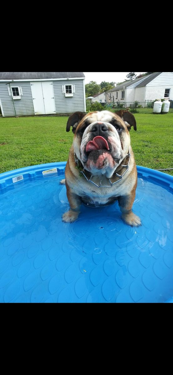 battle4bailey's tweet photo. Our buddy Turbo cooling off on a hot summer day! #foxgoodday29 https://t.co/84NzDyur7m