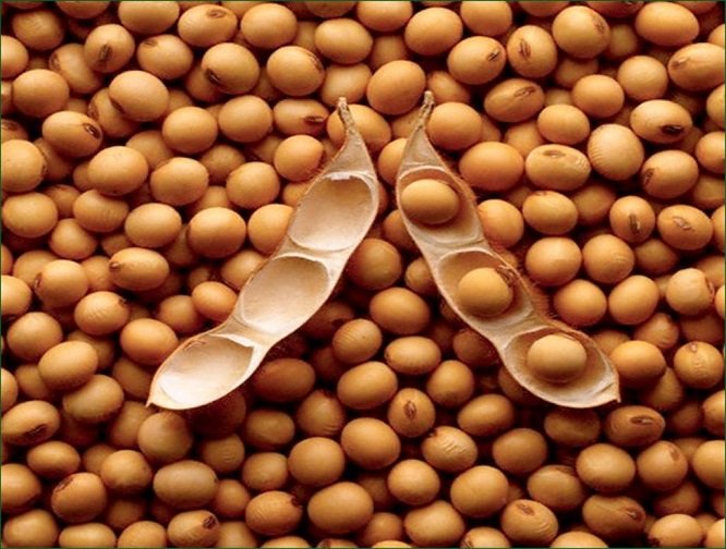 actualites229's tweet photo. 🇧🇯 Ce mardi 11 avril 2023, le #PrBenin @PatriceTalonPR a tenu une rencontre avec les agriculteurs. Les producteurs de Soja sont sortis satisfait de cette raison. Ils vendront désormais le kg du soja conventionnel à 270 FCFA au lieu de 175 FCFA et le Soja Bio à 320 FCFA. https://t.co/gdMSfZou7N
