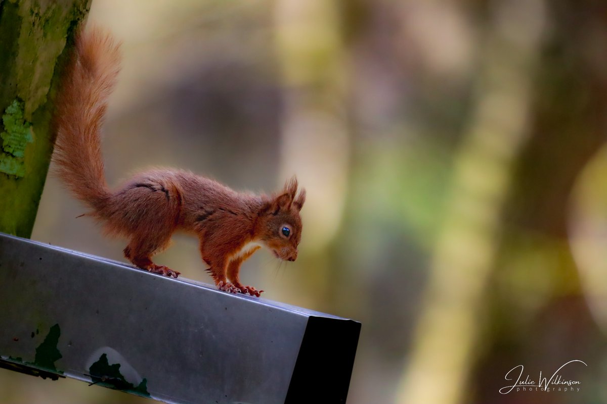 Another red squirrel shot from Snaizeholme. Beautiful animals! I love the sunlight filtering through the trees in this one. What do you think?

#redsquirrel #WildIsles #bbcspringwatch #BBCWildlifePOTD #wildlifephotography #ukwildlife #NaturePhotography