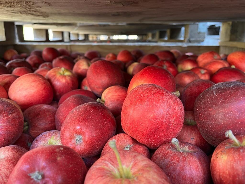 Here are some of our lovely Gala apples that were picked last autumn and stored (at great expense) for the UK market. They’re finally making their way to a supermarket shelf amongst all of the cheaper, imported fruit that are being bought instead of home… instagr.am/p/Cq5GNBCsVBb/