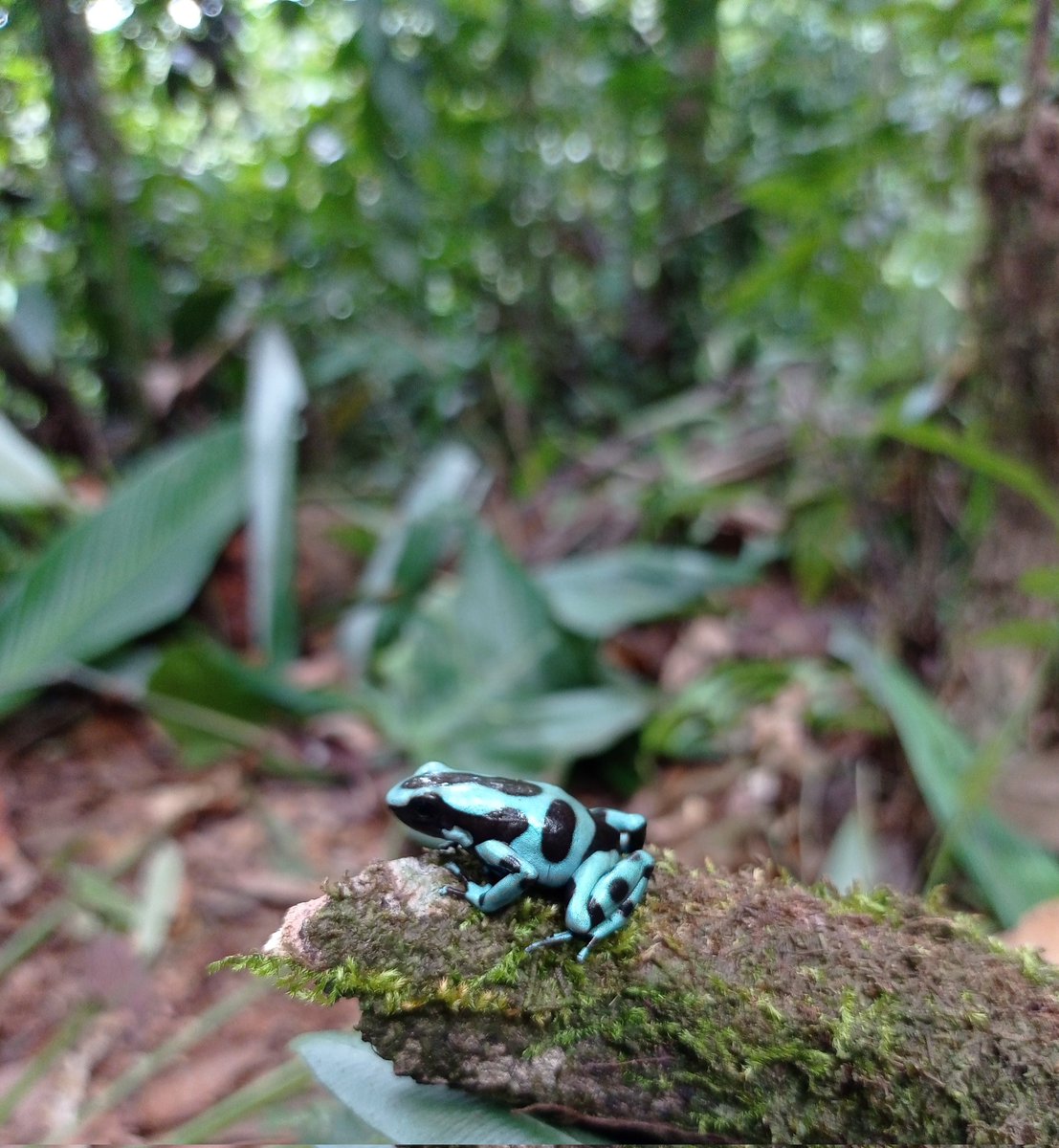 utria_gabriel's tweet photo. Dendrobates auratus (Rana flecha), con su coloración llamativa esta anunciando qué es muy venenosa.

📌 Bahía Solano - Chocó https://t.co/YwRlWhjgDR