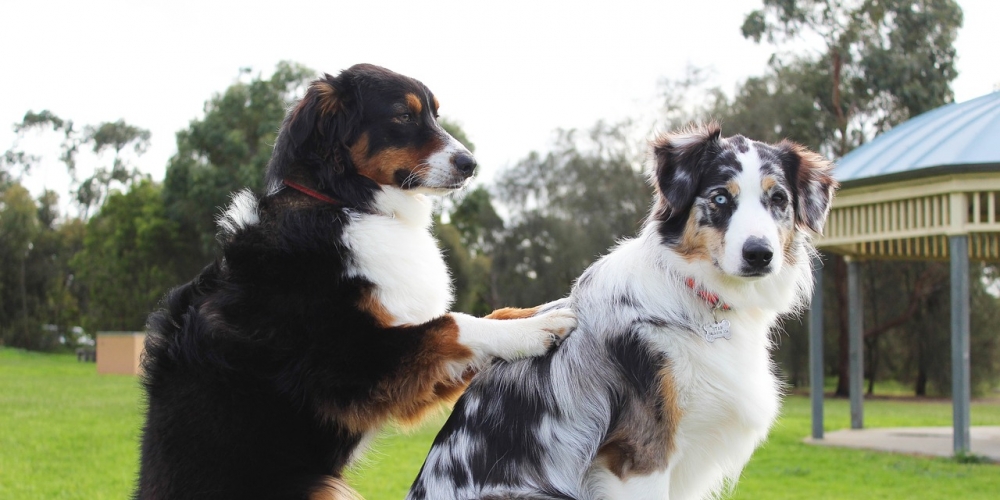 PetasticPets's tweet photo. Who likes it? WOW
 #pets #dogs #cats #familypets #petastic #doglovers #catlovers #petlovers #dogsandcats #petslife #cutepets #cutedogs #cutecats #funnydogs #catmemes #dogmemes #funnycats #lovelypets #lovelydogs #lovelycats https://t.co/5ZsOtk4qIR