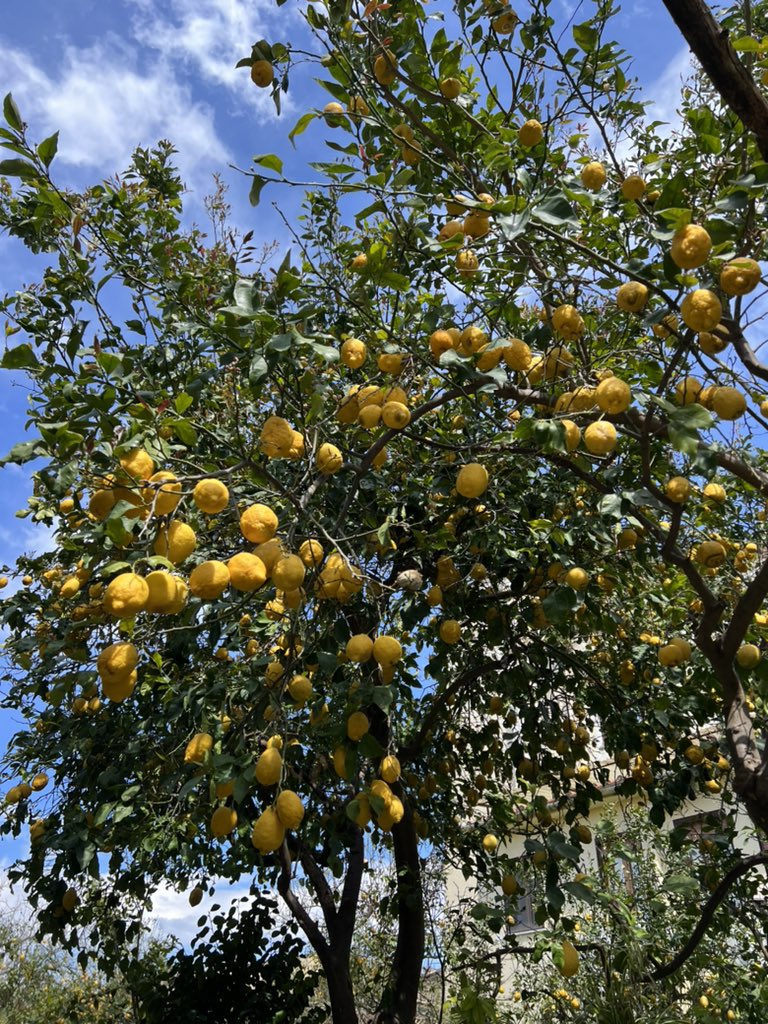 Antonella Nakfour tweet media