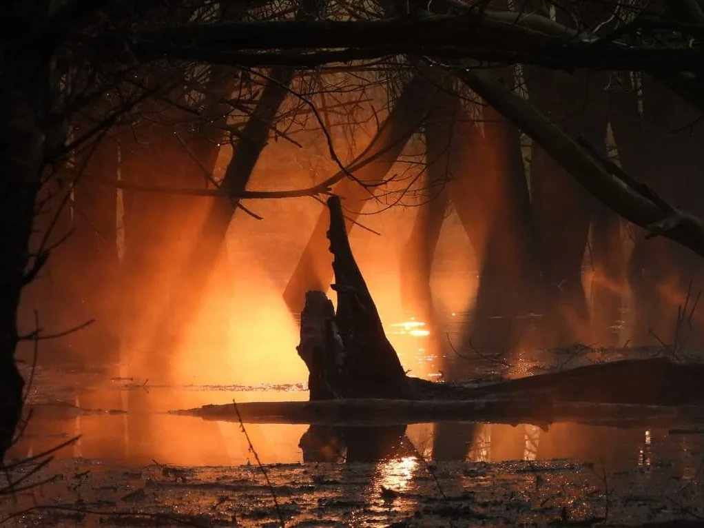 Kittydabunik's tweet photo. Poar dage gelee... de #perfecte #zonsopkomst 😁 ! #mist #water #bomen #spelen met #licht en #schaduw #genieten van #natuur #natuurfotografie #NaturePhotography #naturelovers https://t.co/5TetW8fRVY