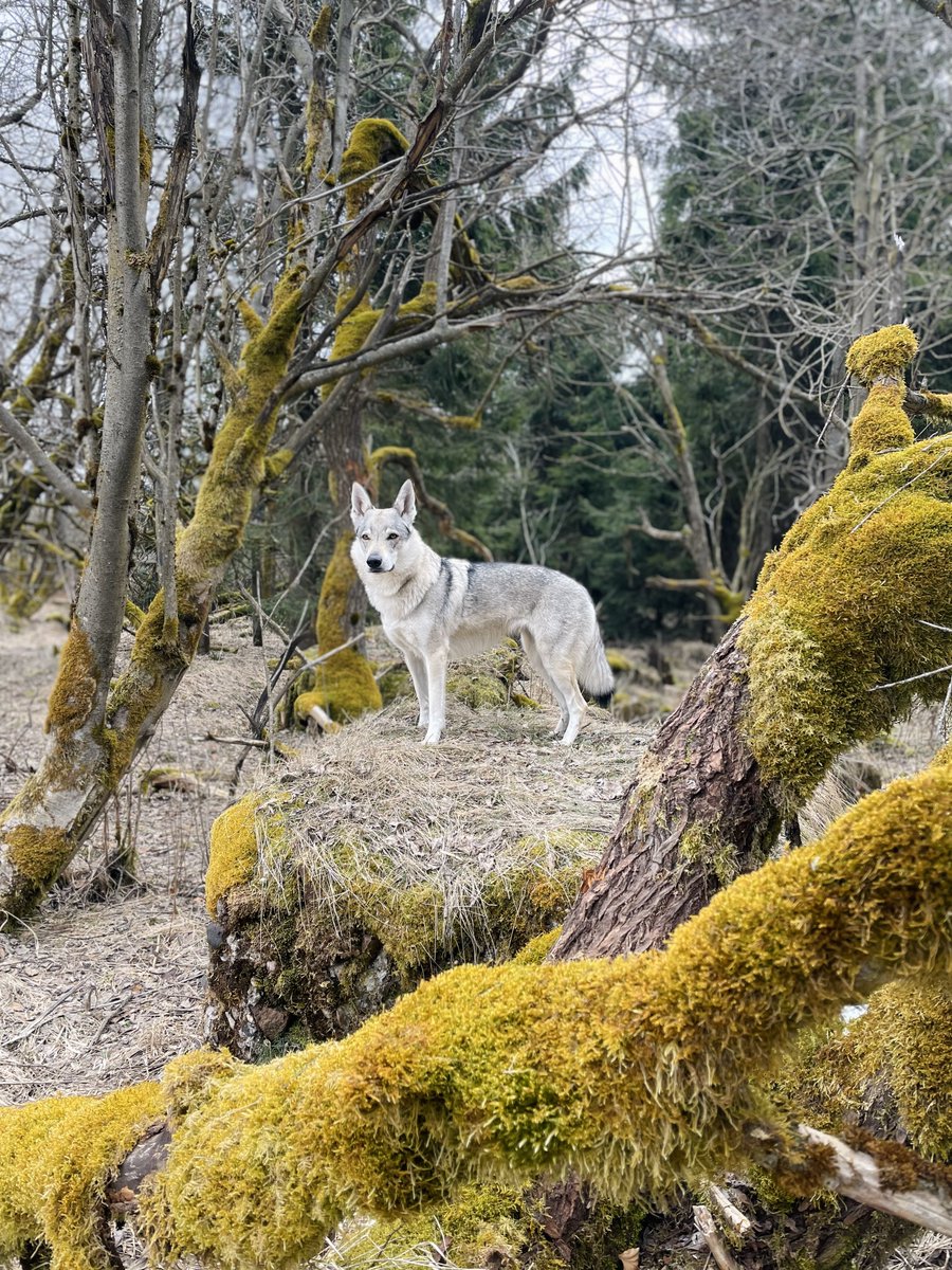 WolfdogCure's tweet photo. @_B___S he is more like my Czechoslovak wolfdog https://t.co/CQwSStMvh2