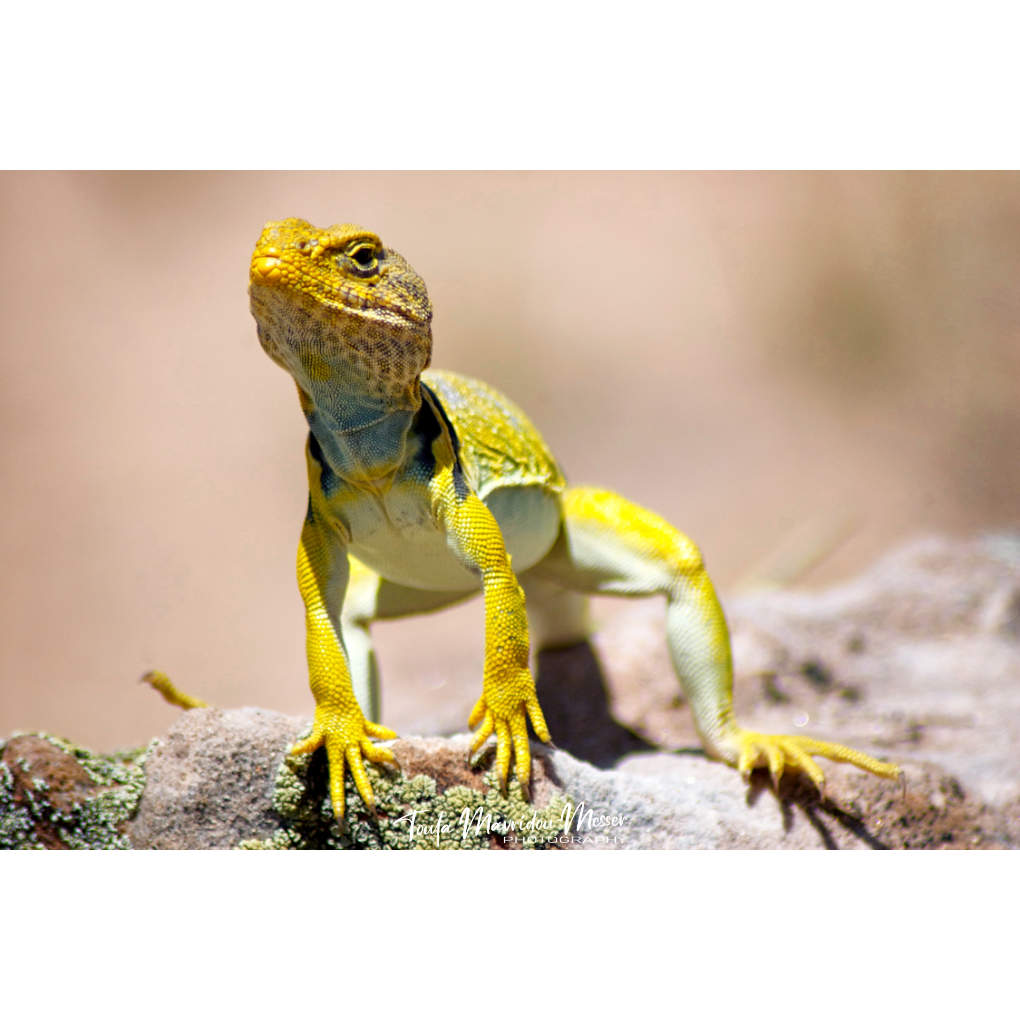 <a href="/SiKImagery/">SiK Imagery</a> That's a great shot! I met this little friend on a hike at the Ghost Ranch, New Mexico. It was either very calm or too terrified to move as it happily posed whilst I took a couple of shots. 

#animals #photography #naturephotography #lizards #yellow