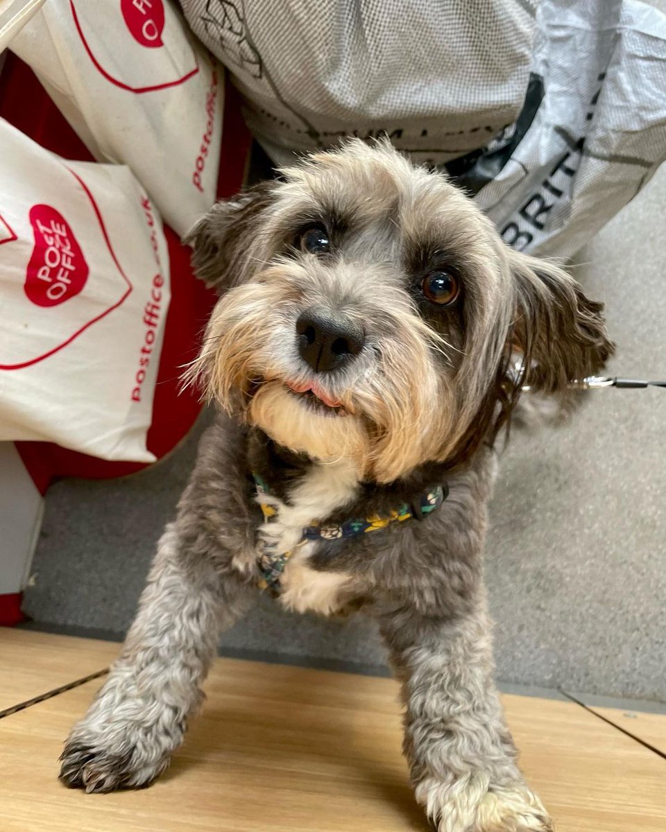 are dogs allowed in post office