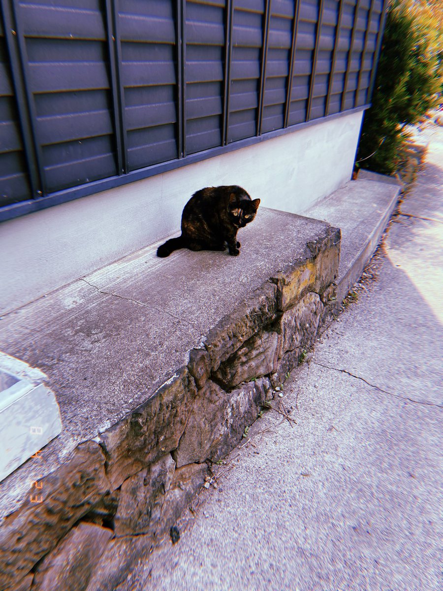 Sakushima Island 😻