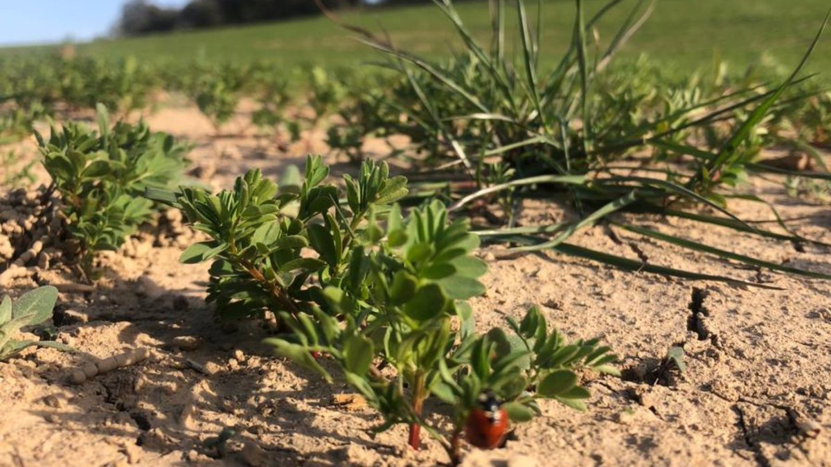 HortdelSilenci's tweet photo. Heu vist quines visites rebem als nostres cultius extensius...?😉🐞

#cultiuspropis #lleguminoses #agriculturaeco #llenties #cultiusextensius #noguera https://t.co/zvGwkx7gTQ