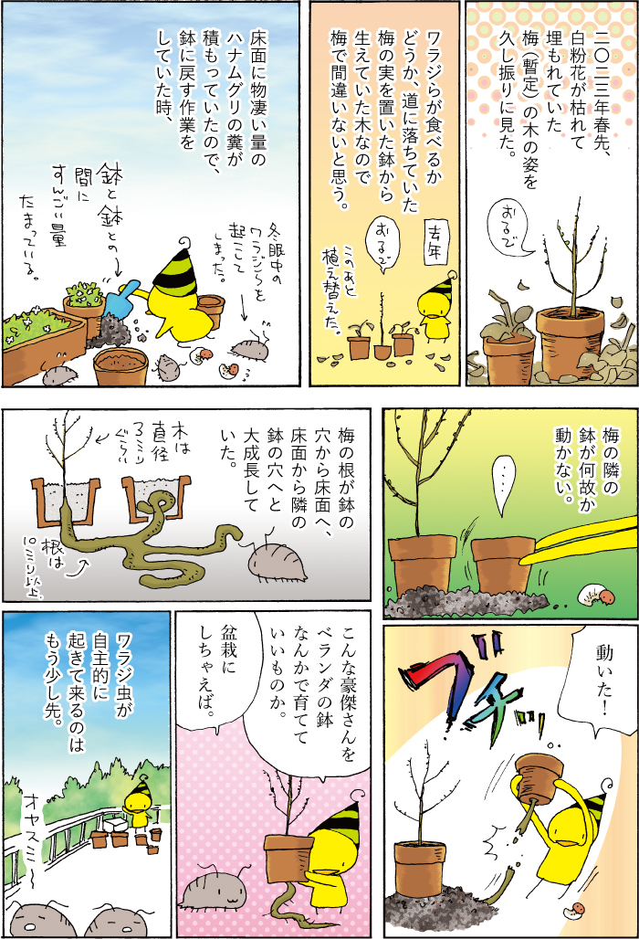 今日はこれがよく見られているそうでありがとうございます。この暫定梅の木の根は鉢を無理やり移動させた際に切れてしまったが、木は元気です。あれから葉が出て茂りまくっています。 (1/1) 