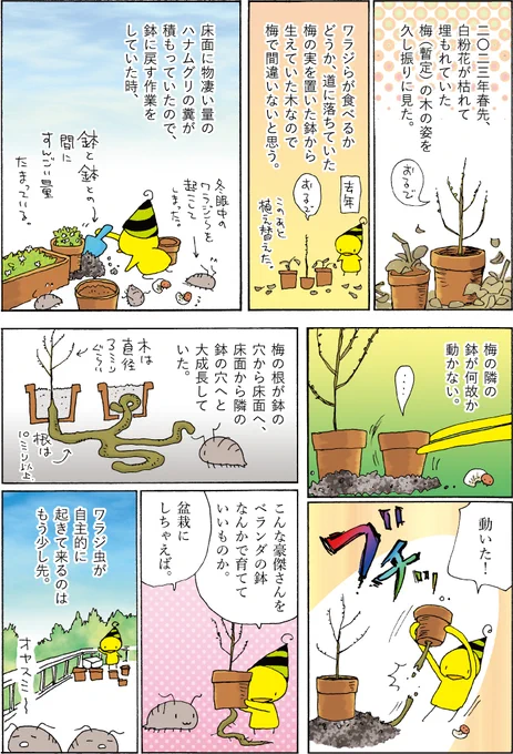 今日はこれがよく見られているそうでありがとうございます。この暫定梅の木の根は鉢を無理やり移動させた際に切れてしまったが、木は元気です。あれから葉が出て茂りまくっています。 (1/1) 