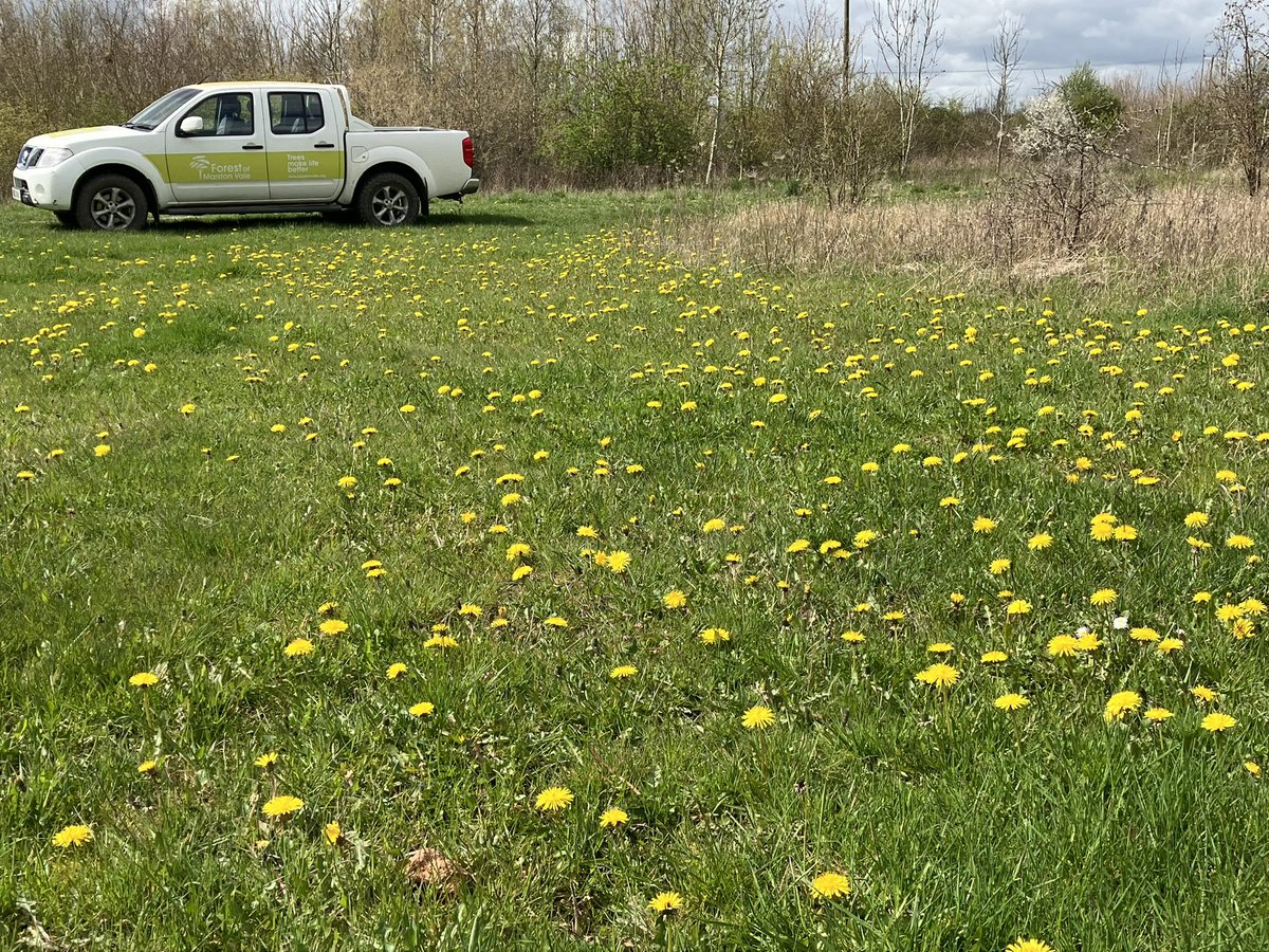 It’s that time of year folks- love your dandelions, please don’t mow them. Looking beautiful in Wiles Wood @forest_centre