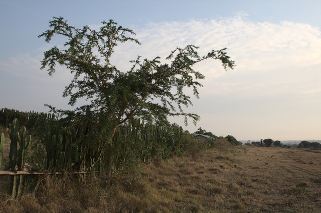 DaymanFrancoise's tweet image. ■All about bird watching trips in Uganda. Read how to organize: ugandasafariadventure.com/safari/bird-wa…◄ 
#Mountaingorillas #GoWithNugget #TravelBuddyForLife #SunsetBeach #Travelgram