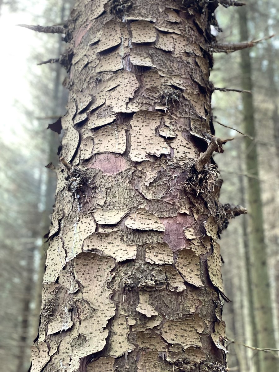 Happy #thicktrunktuesday peeps, here’s a beautiful tactile trunk of a tree found in the woodland at Ladybower ❤️

#trees #tree #naturelover #forestbathing #shinrinyoku #Happiness #healthylifestyle #GetOutdoors #connect #See #derbyshire #peakdistrict #woodland