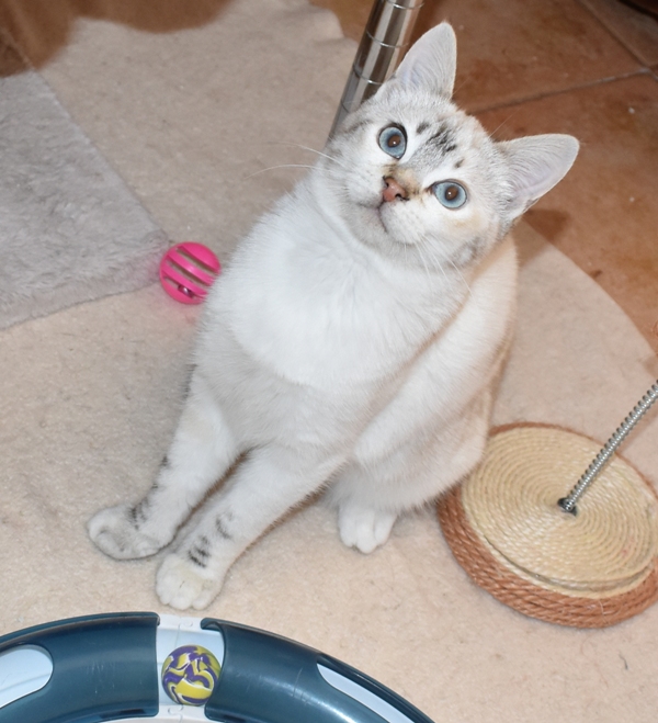 La peque #MURNA no sabe con qué juguete empezar el día 😍😍🥰
adopcionesfelinasvalencia.es/gatos-en-adopc…?