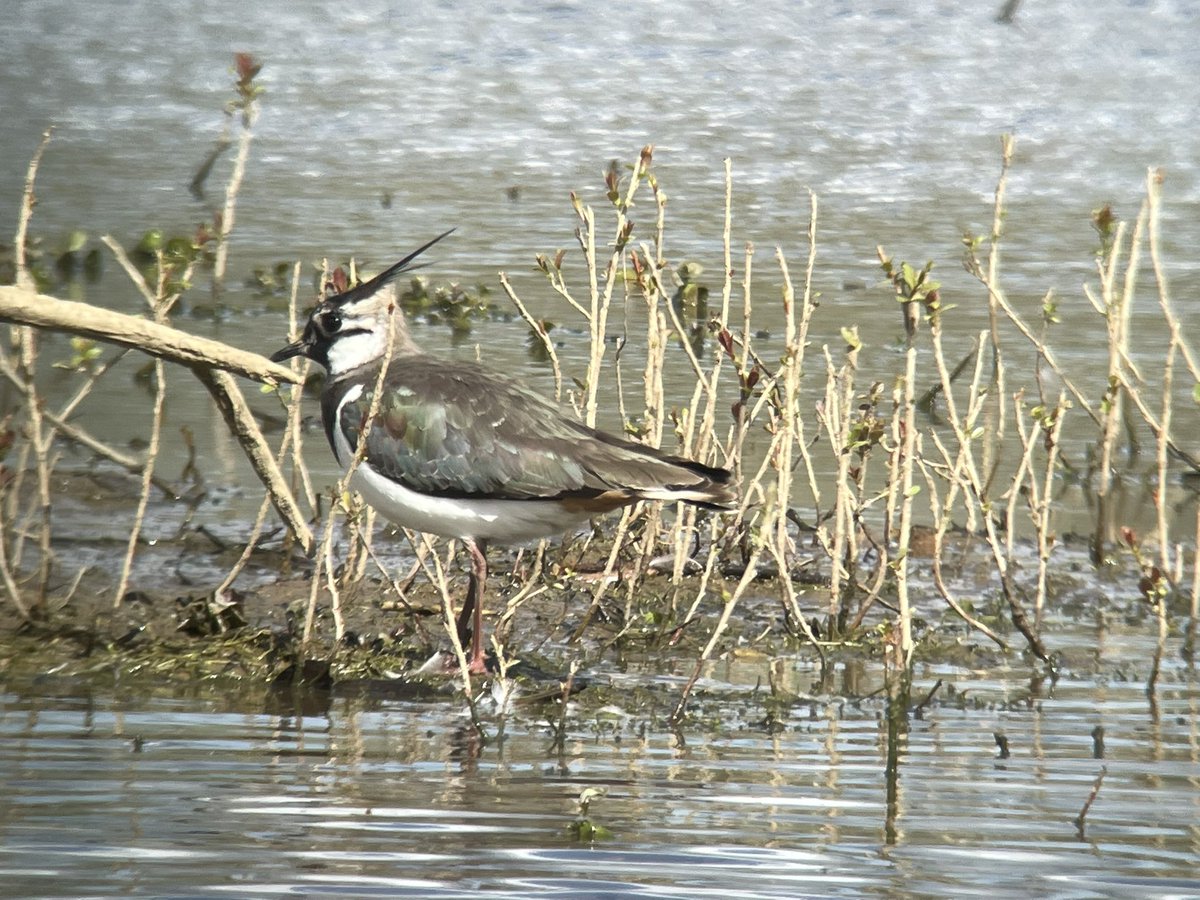 SHummerstone's tweet photo. Lovely lapwing seen from the draper hide https://t.co/TSEZoW59kd