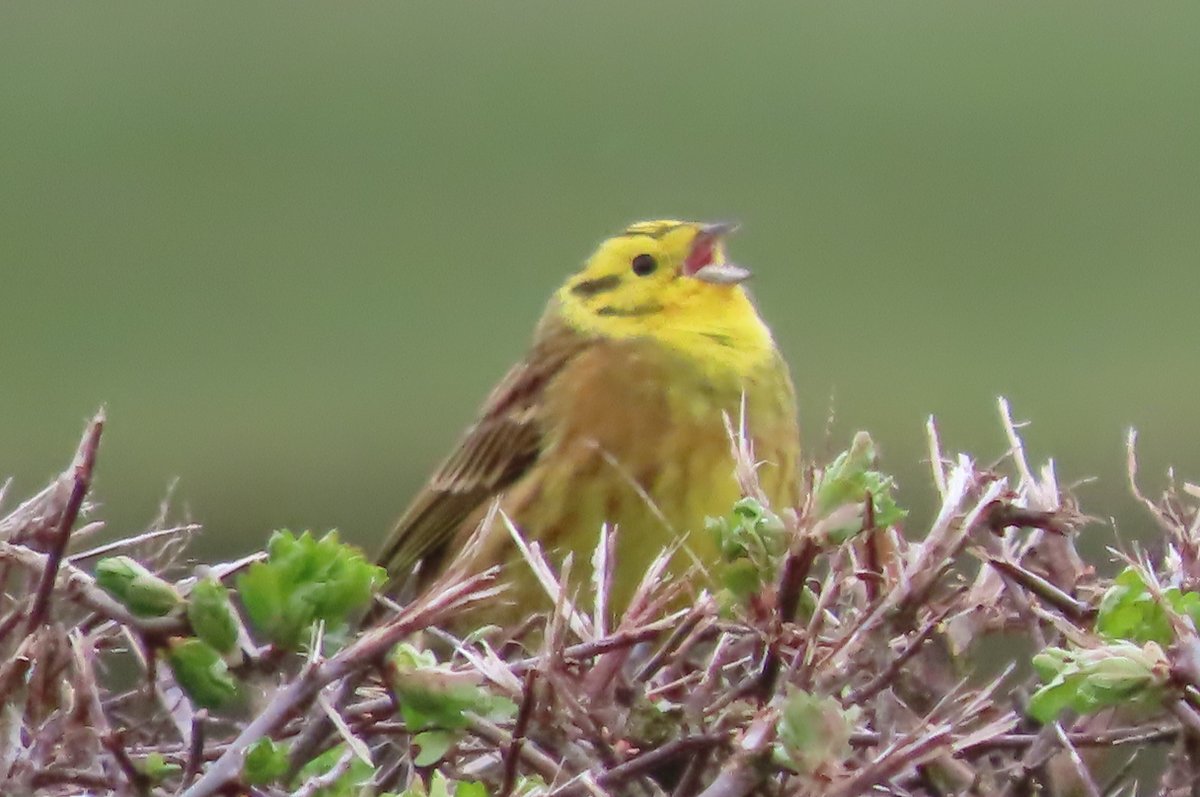 Donna Rainey tweet media