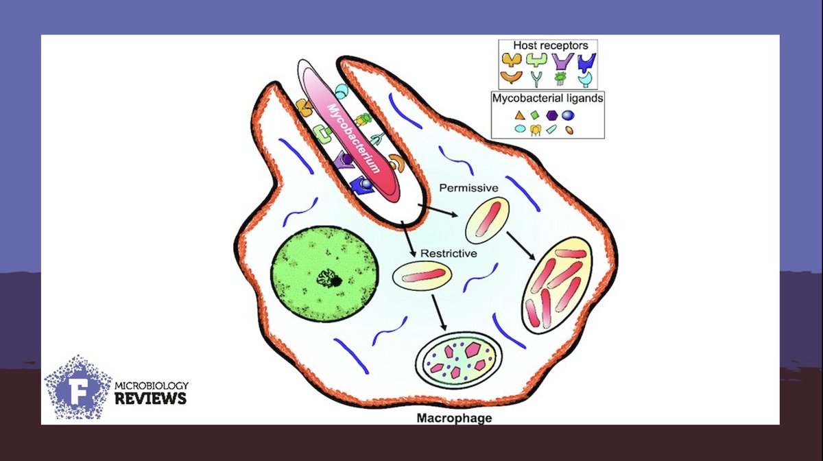 Phagocytic cells recognize and internalize #pathogenic #mycobacteria. Daher et al. discuss cell receptors, ligands and adhesins that can aid the development of diagnostics, and therapeutics against mycobacteria. #FEMSMicrobiolRev <a href="/KremerLaurent1/">Kremer Laurent</a>
academic.oup.com/femsre/article…