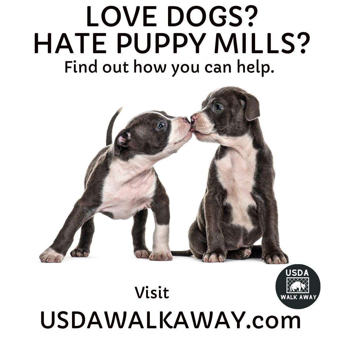 USDAWalkAway's tweet photo. Calling all dog lovers! Help for puppy mill dogs is coming soon. Please follow us and stay tuned on how you can help end puppy mill cruelty. https://t.co/qcLEnJnEhQ