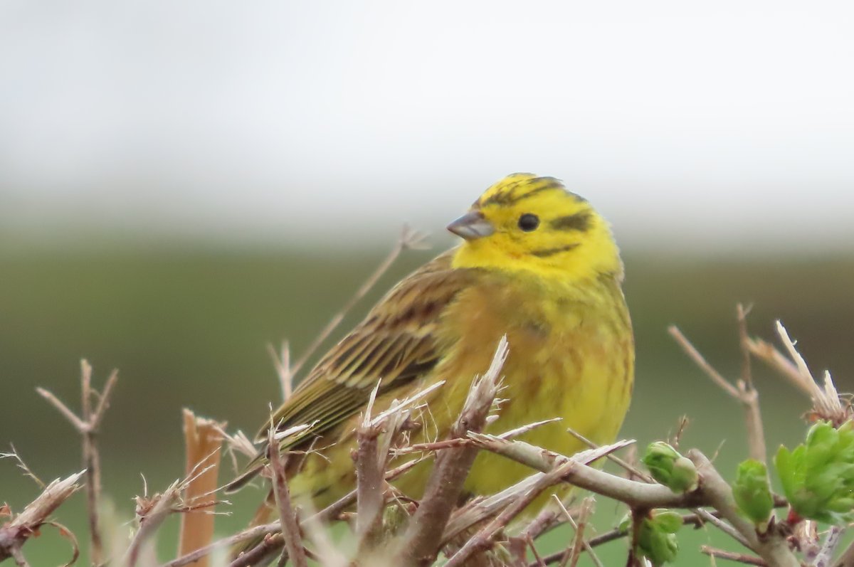 Donna Rainey tweet media