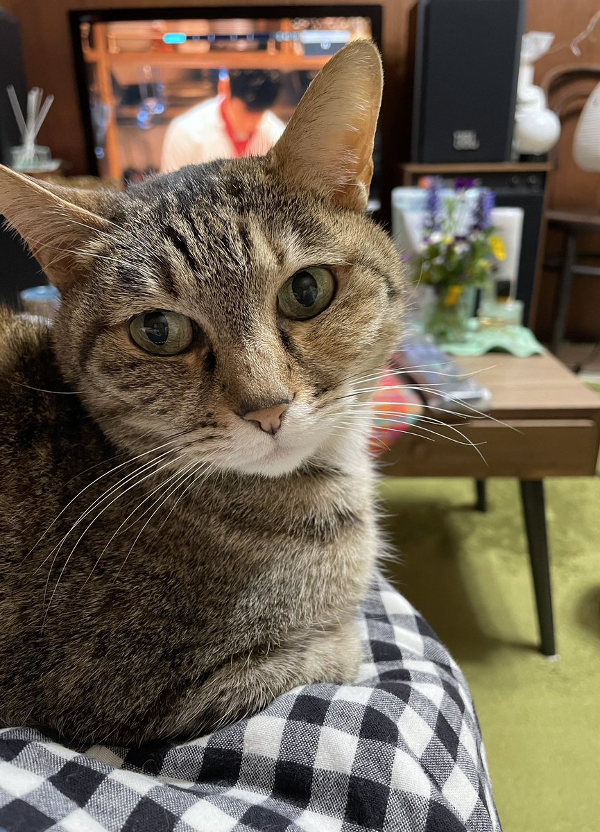 rin22choco's tweet photo. #こんばんは 🌙
 #どいて  #のいて  #ねえ  #下りて
 #晩御飯 の片付けしてないから
 #ねこ  #ネコ #猫 #猫好き #猫部 #猫のいる暮らし https://t.co/L7ev4RWp6Q