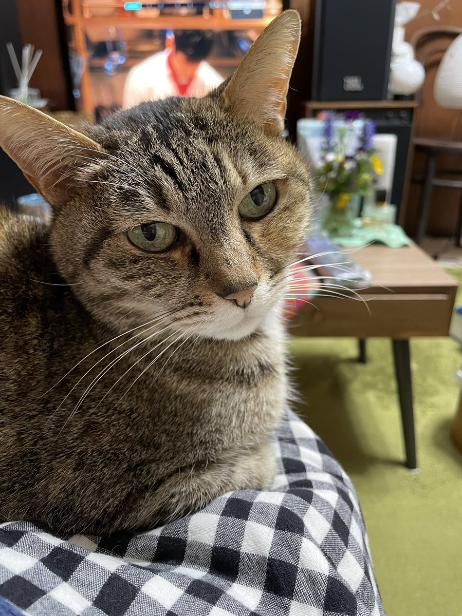 rin22choco's tweet photo. #こんばんは 🌙
 #どいて  #のいて  #ねえ  #下りて
 #晩御飯 の片付けしてないから
 #ねこ  #ネコ #猫 #猫好き #猫部 #猫のいる暮らし https://t.co/L7ev4RWp6Q