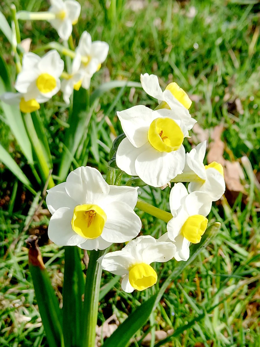 LoveSolihull's tweet photo. There are plenty of nature sightings &amp; #Spring #trees to look out for in this energising time of year.
From the cheeriness of daffodils to the delicate cherry #blossom 🌸🌷🌼🌼🌼🌸🌸🌷🌷
Here are a few photos from visits to #Hillfield #Park &amp; #HopeCoppice today #PlantingourFuture https://t.co/PoMR8pawrI