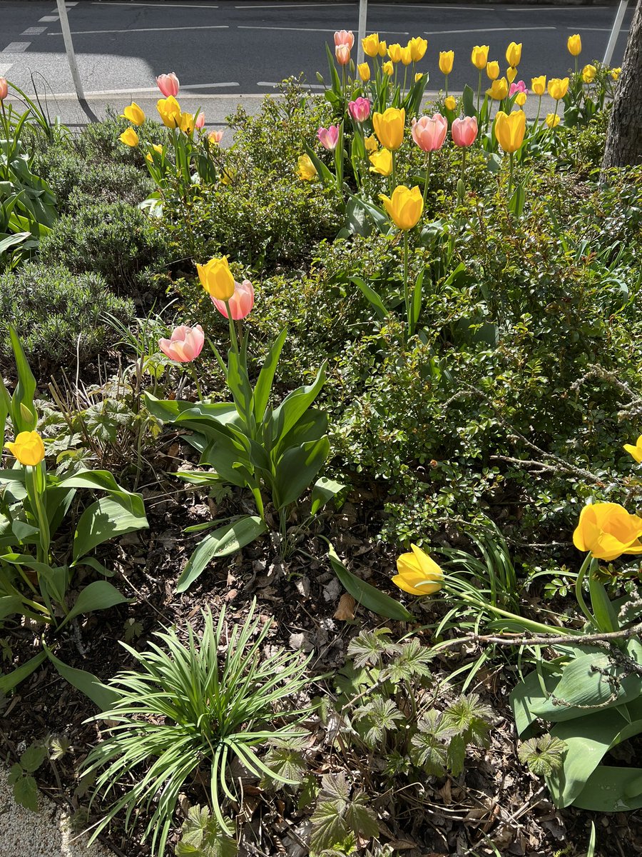 Trip to Harefield Hospital this morning with Andrew GSTT Environmental Sustainability Manager.  Visited the healing garden and Peace Gardens. 
Nature recovery and wellbeing is so important to heath outcomes.  Read the evidence and impact of green and blue spaces.