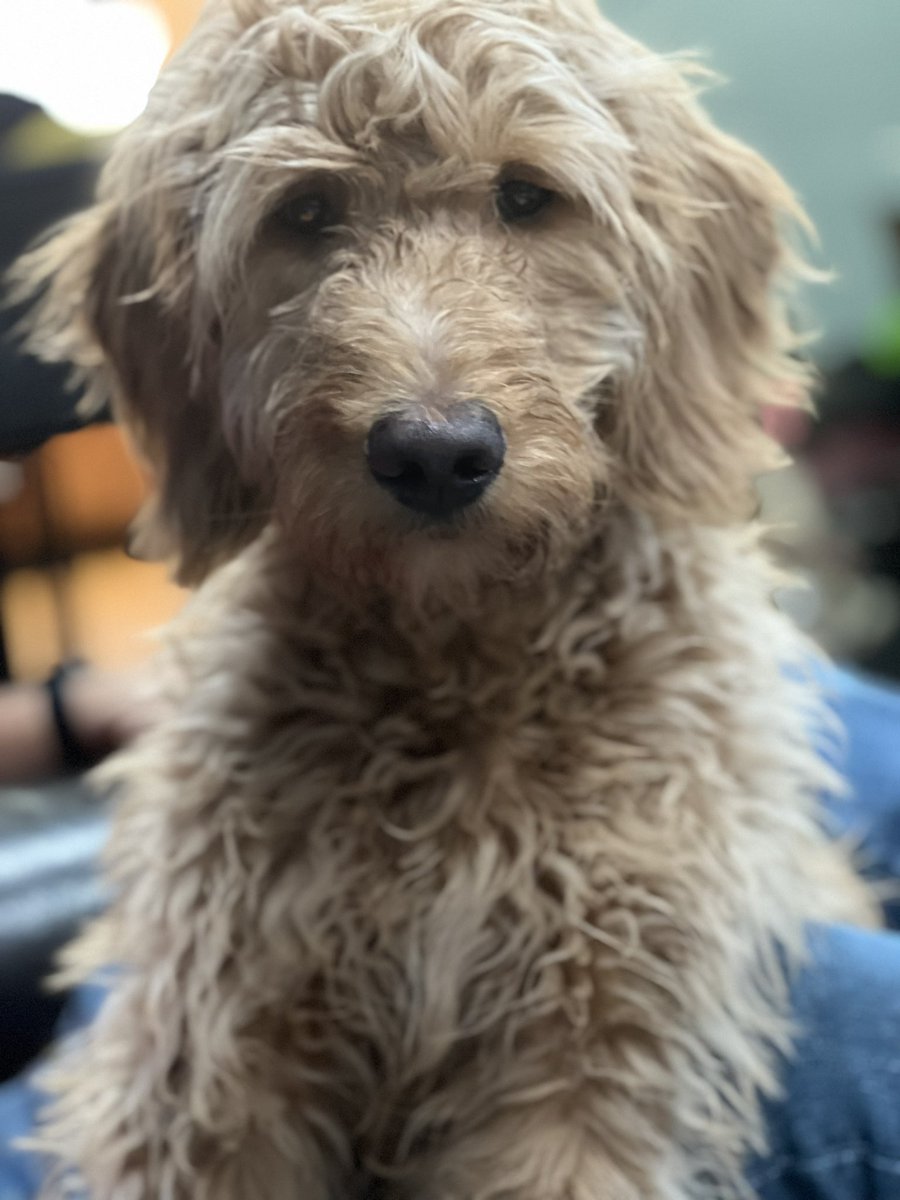 Indypie214's tweet photo. Zeus loves potato chips and peanut butter #NationalPetDay @FOX29philly @AlexHolleyFOX29 #fox29goodday #goldendoodles https://t.co/pF2U58Nq0n