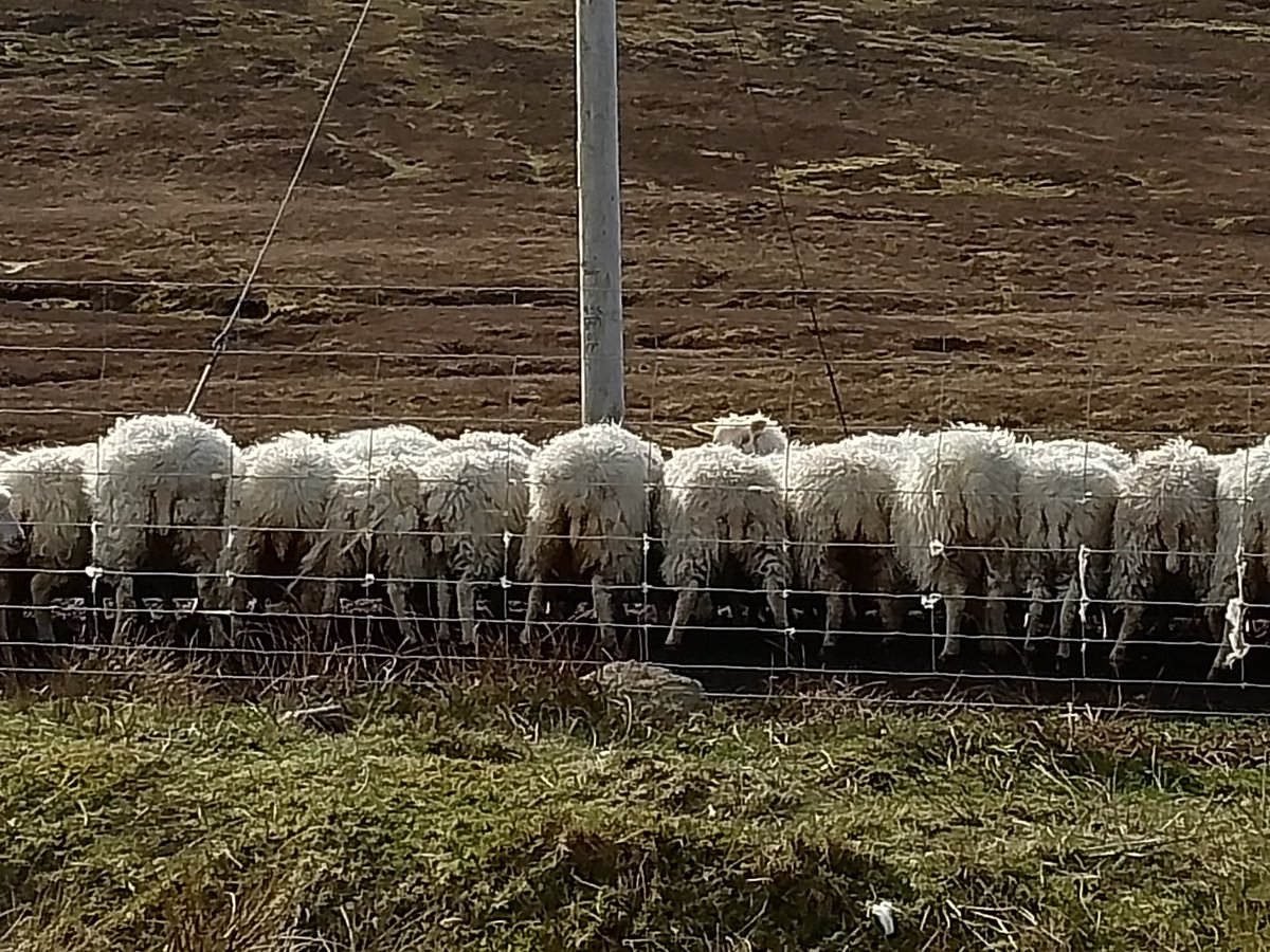 A reminder to residents and visitors with #pet #dogs. Lambing is underway. Please keep your dogs on leads at ALL times. #Crofting is a livelihood and any #lamb lost through dog-worrying is a blow. Crofters may shoot any dog found worrying sheep. #retweet
@CatherineMMunro