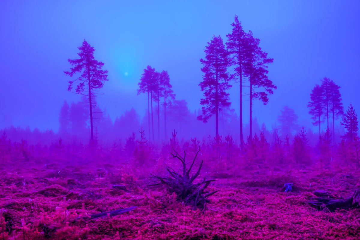 Schoeni Projects (@schoeniprojects) on Twitter photo Some Kind of Heavenly Fire by Maria Lax is an investigation and artistic depiction of stories discovered in her grandfather’s book. As a journalist, she had been investigating claims of strange and unexplained sightings in the forests around where she grew up in a remote region o Some Kind of Heavenly Fire by Maria Lax is an investigation and artistic depiction of stories discovered in her grandfather’s book. As a journalist, she had been investigating claims of strange and unexplained sightings in the forests around where she grew up in a remote region o