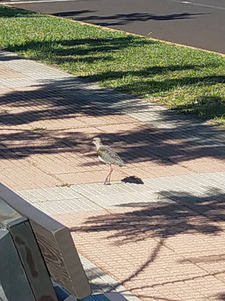 チドリ科ナンベイタゲリ。ここではテロテロと呼ばれており、「テロテロテロ〜」と鳴きます。地面を歩いているのを見かけるようになりました。そろそろ繁殖期かな🥚
#野鳥観察