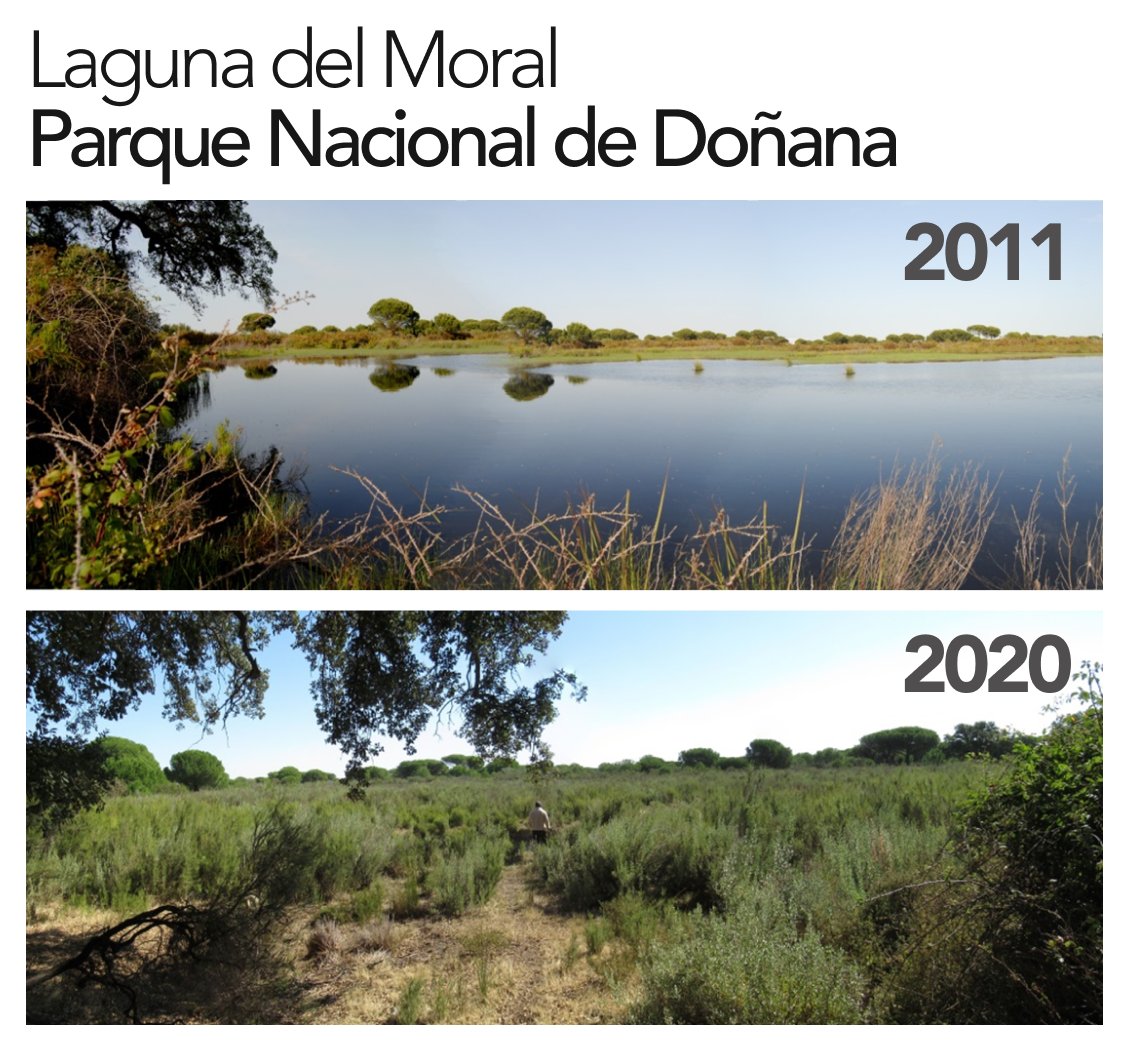 Los científicos del <a href="/CSIC/">CSIC</a> alertan
⚠️ Doñana se encuentra en estado crítico

El informe dice
▪️ Que las lagunas están secas
▪️ Que sufren sobreexplotación
▪️ Que la biodiversidad desaparece
▪️ Que urge reducir la cantidad de agua que extraída del Parque

𝗔𝗯𝗿𝗶𝗺𝗼𝘀 𝗛𝗜𝗟𝗢