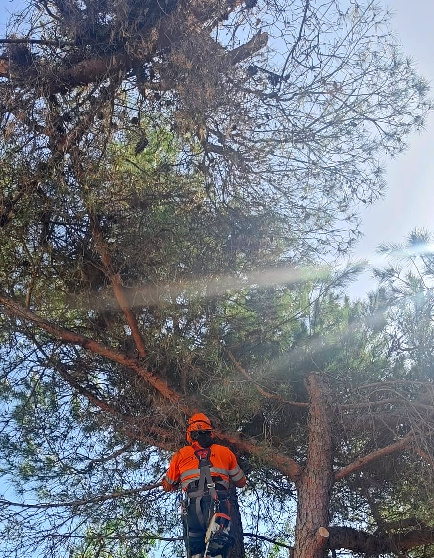 Talher_'s tweet photo. 🌳 Procedemos a la realización de trabajos de poda de altura en Marbella, una actuación que implica complejidad y que es imprescindible para una gestión eficiente y preventiva del #arbolado urbano.

#Marbella #Andalucía https://t.co/Xcnouy68SO