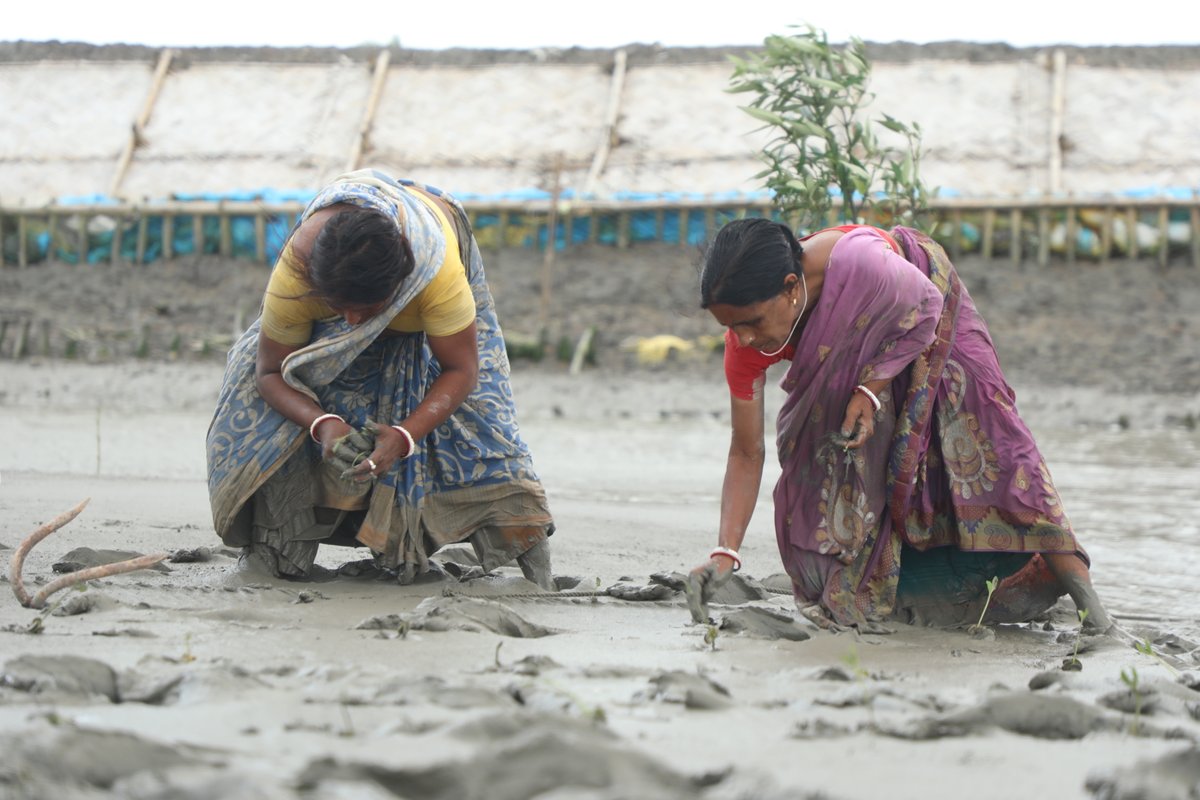One Tree Planted tweet media