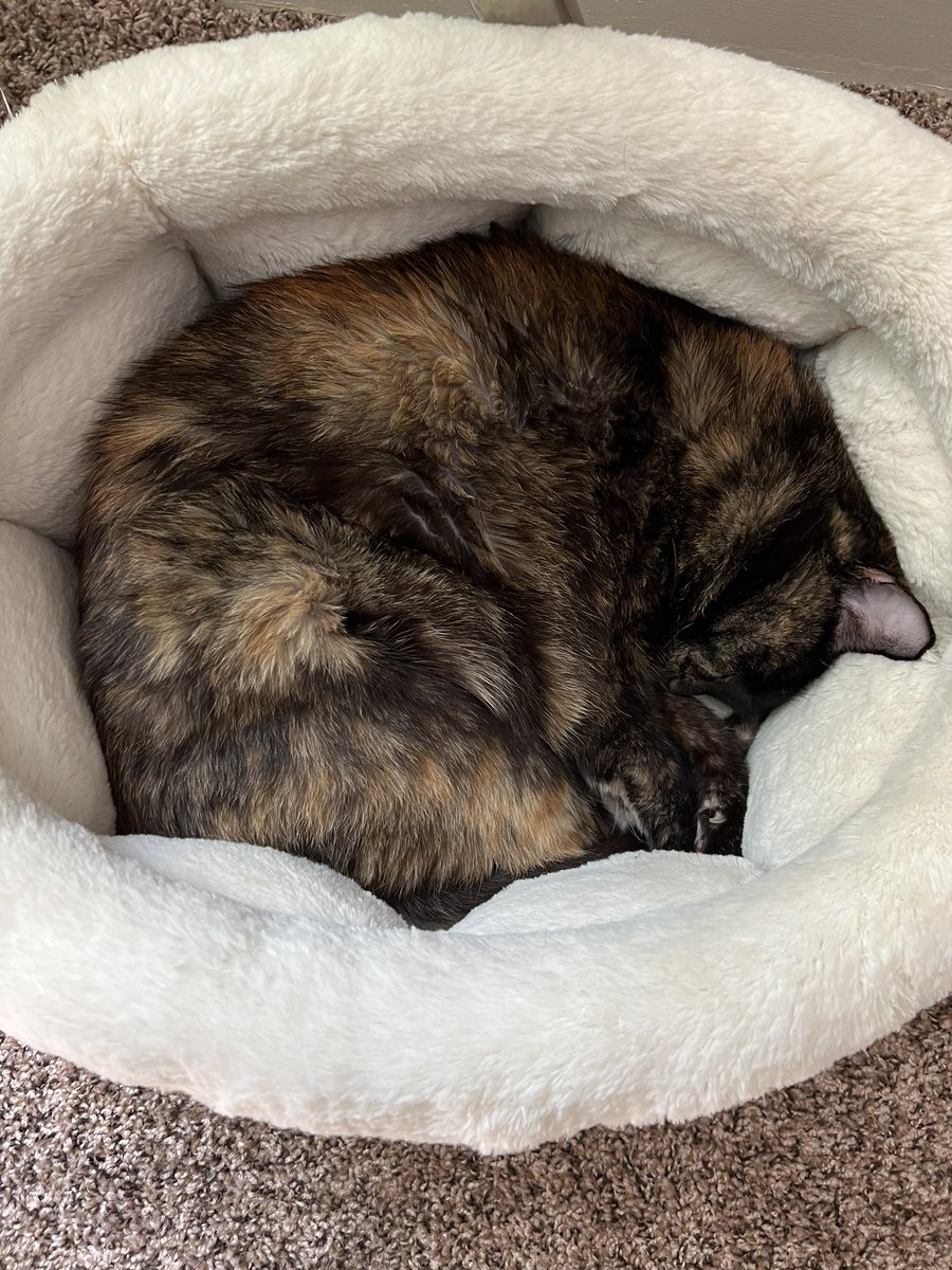 JnthnHdrck's tweet photo. Tessa has a new slumber spot. I’m loosing count of how many nap nooks this cat has. 😹

#TessaTuesday #PetsForPatriots #CatsOfTwitter #CatsOnTwitter https://t.co/0WSrv6q7Lg