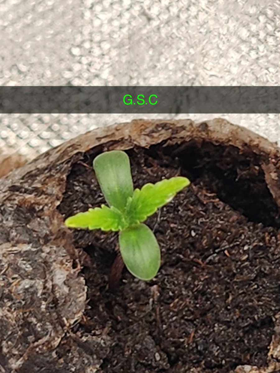 GlazingGrower's tweet photo. #Auto #GirlScoutCookies @irvineseedco @AcInfinityInc #growurown #growmies #irvinearmy #luvurself #tryN https://t.co/OMSgQIckIs