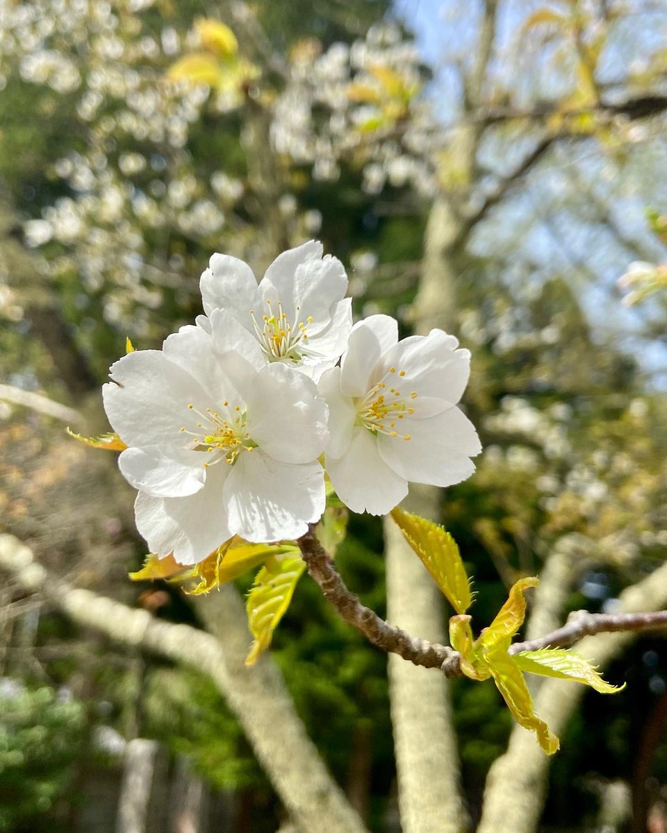 SokojiTemple's tweet photo. 匂い桜の蕾がもう膨らんでいます。
今年は10日くらい早いです。
右の画像は昨年のもの。
葉と一緒に花を咲かせ、ソメイヨシノより一回り大きな白い花です。
風のない日はふんわり甘い香りが漂います。
#總光寺
#匂い桜
#匂い桜_季節限定ご朱印
#Sokoj
#nioizakura
#庄内たび https://t.co/EhLN6ttIuw