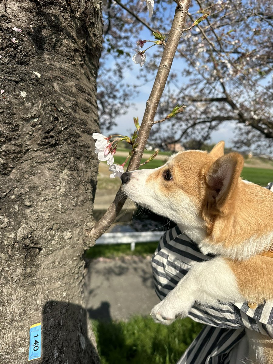 ココアまる、さくら🌸 tweet media