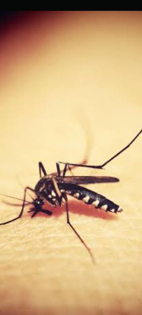 laothinker's tweet image. Be careful of mosquitoes don't hang out in the dark.